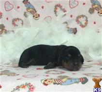 dachshund puppy posted by little paws kennel